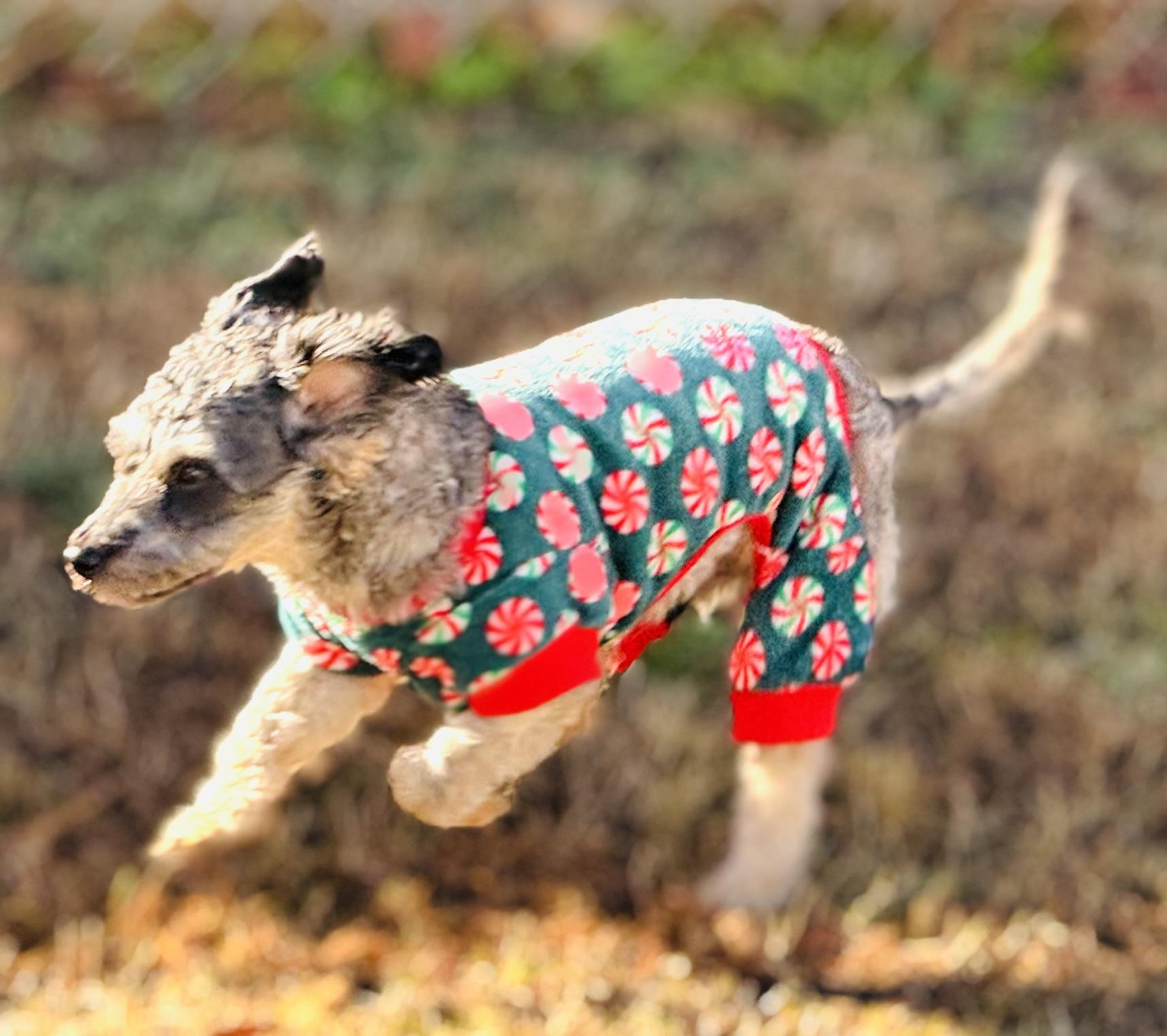 Dottie, an adopted Miniature Poodle in Emporia, VA image 1/4