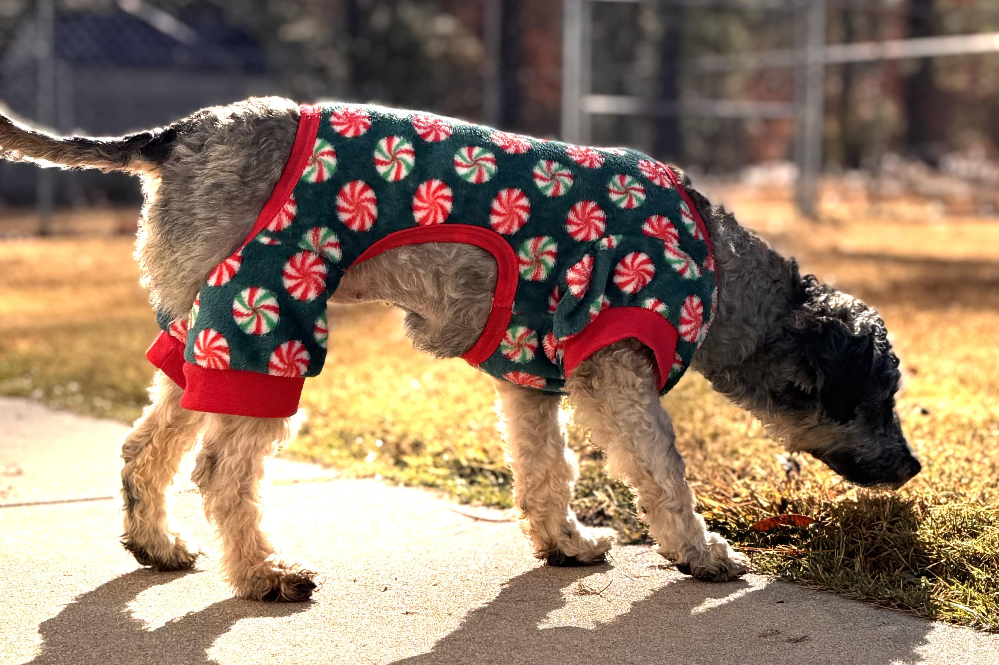 Dottie, an adopted Miniature Poodle in Emporia, VA image 2/4