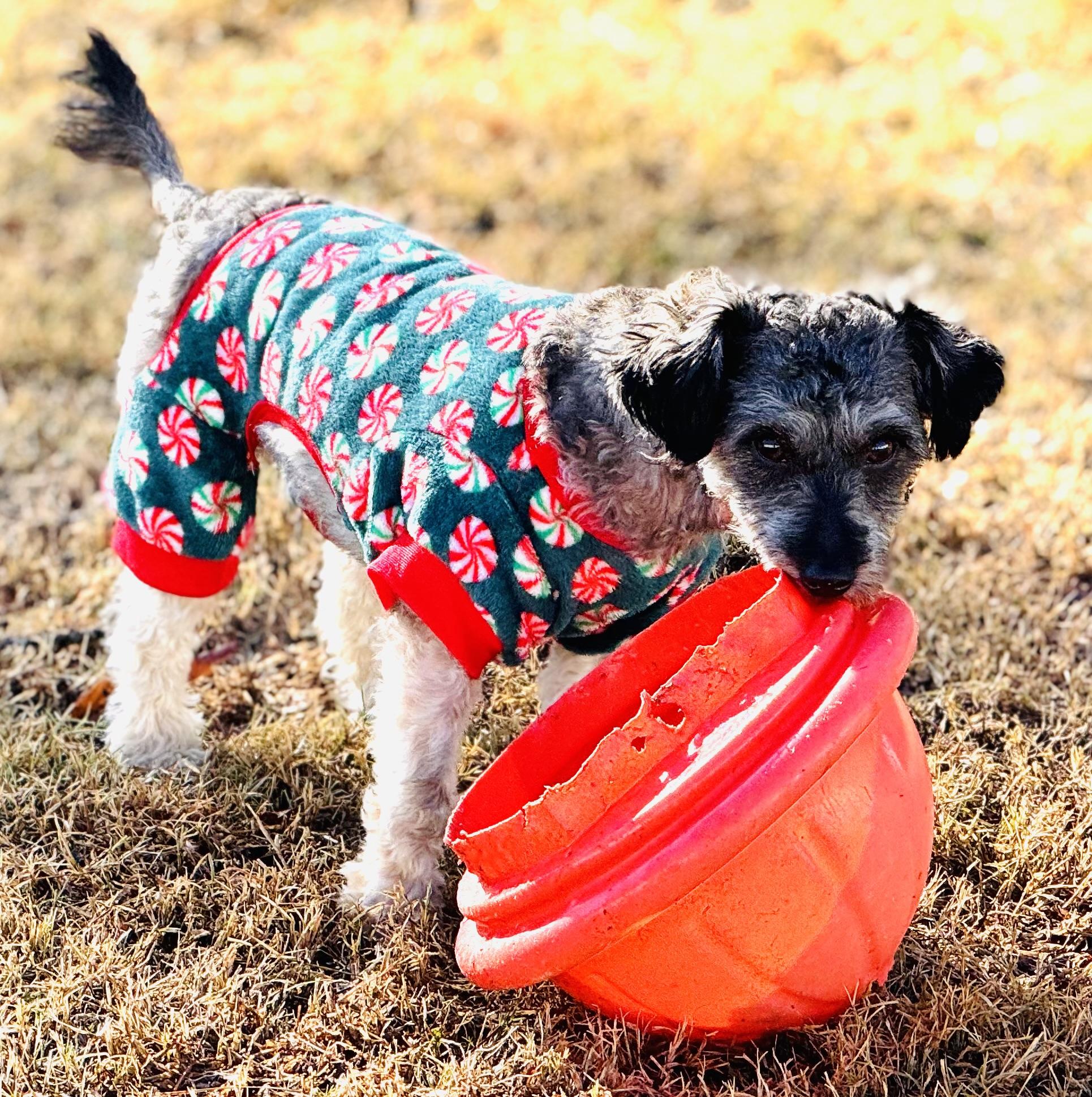 Dottie, an adopted Miniature Poodle in Emporia, VA image 4/4