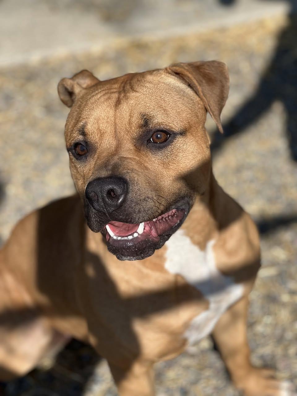 Enlarge Molly, a ADOPTABLE mixed breed in Elmira, NY image 2/2