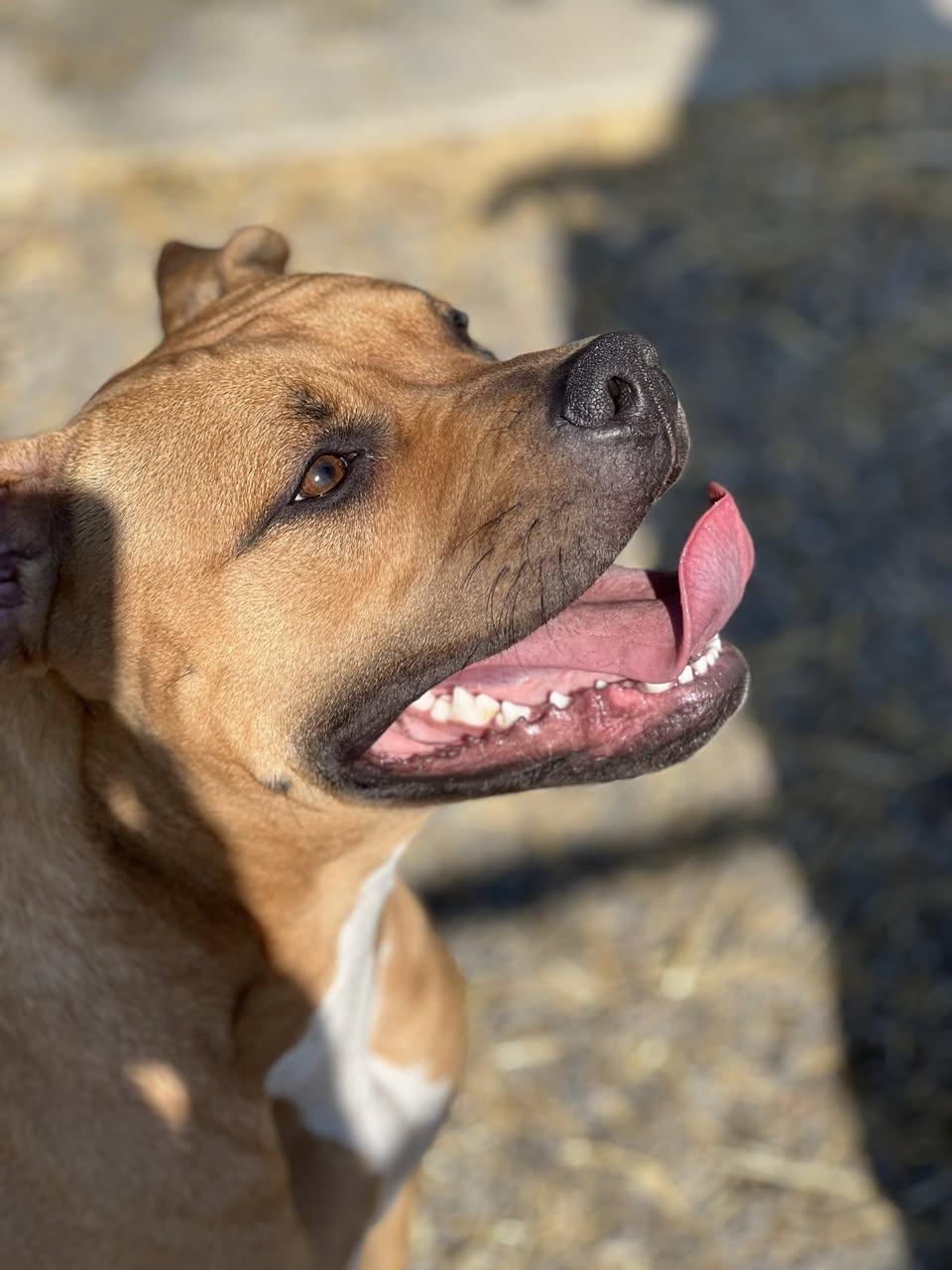 Molly, ADOPTABLE, Adult Female Mixed Breed.