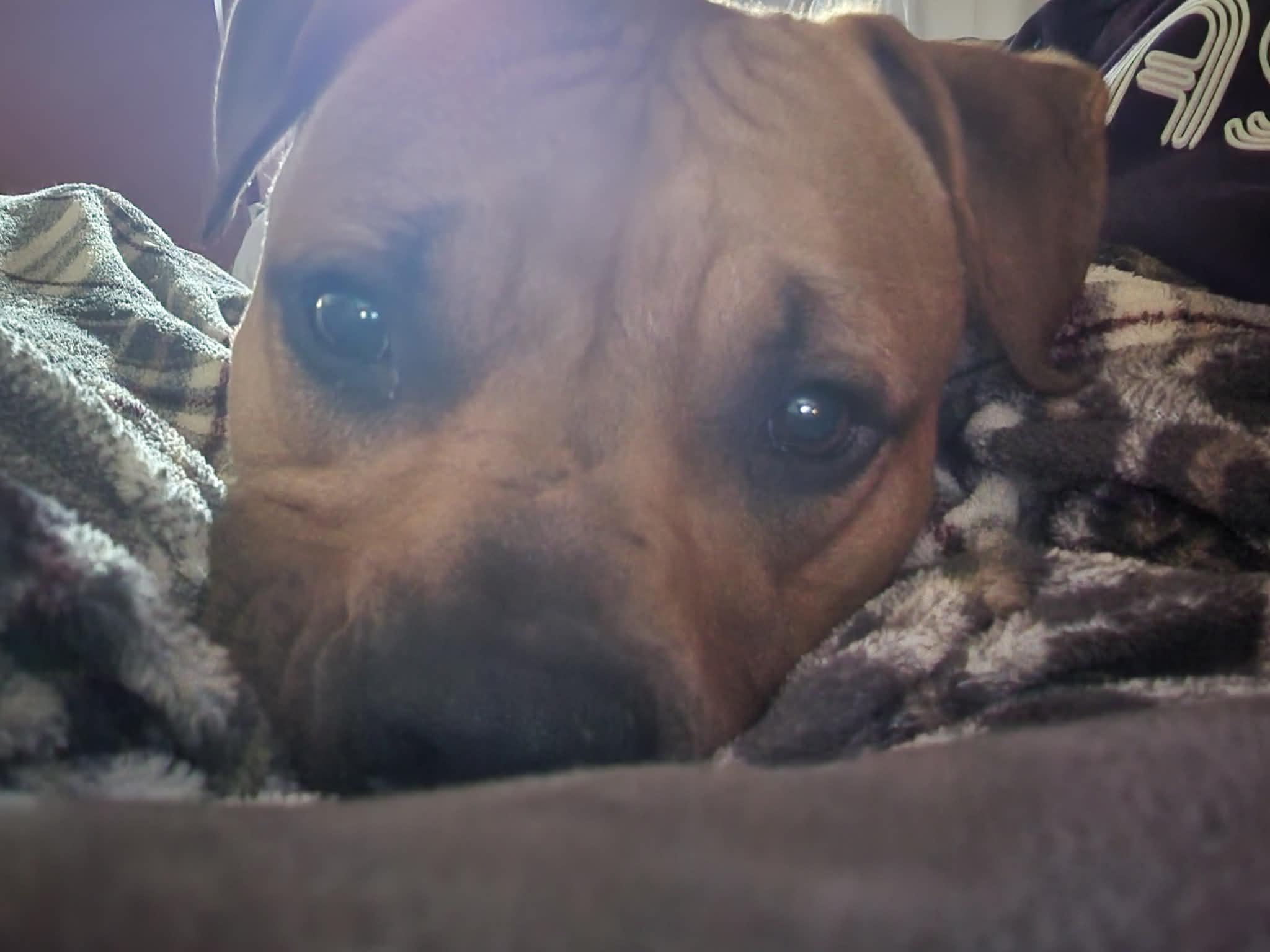 Molly, a ADOPTABLE mixed breed in Elmira, NY image 4/4
