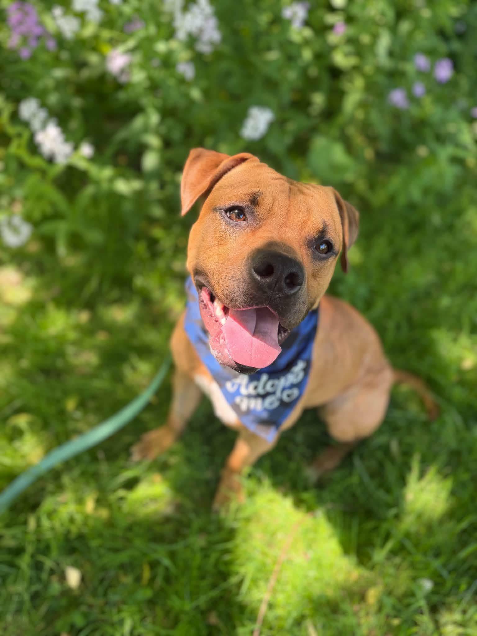 Molly, a ADOPTABLE mixed breed in Elmira, NY image 1/4