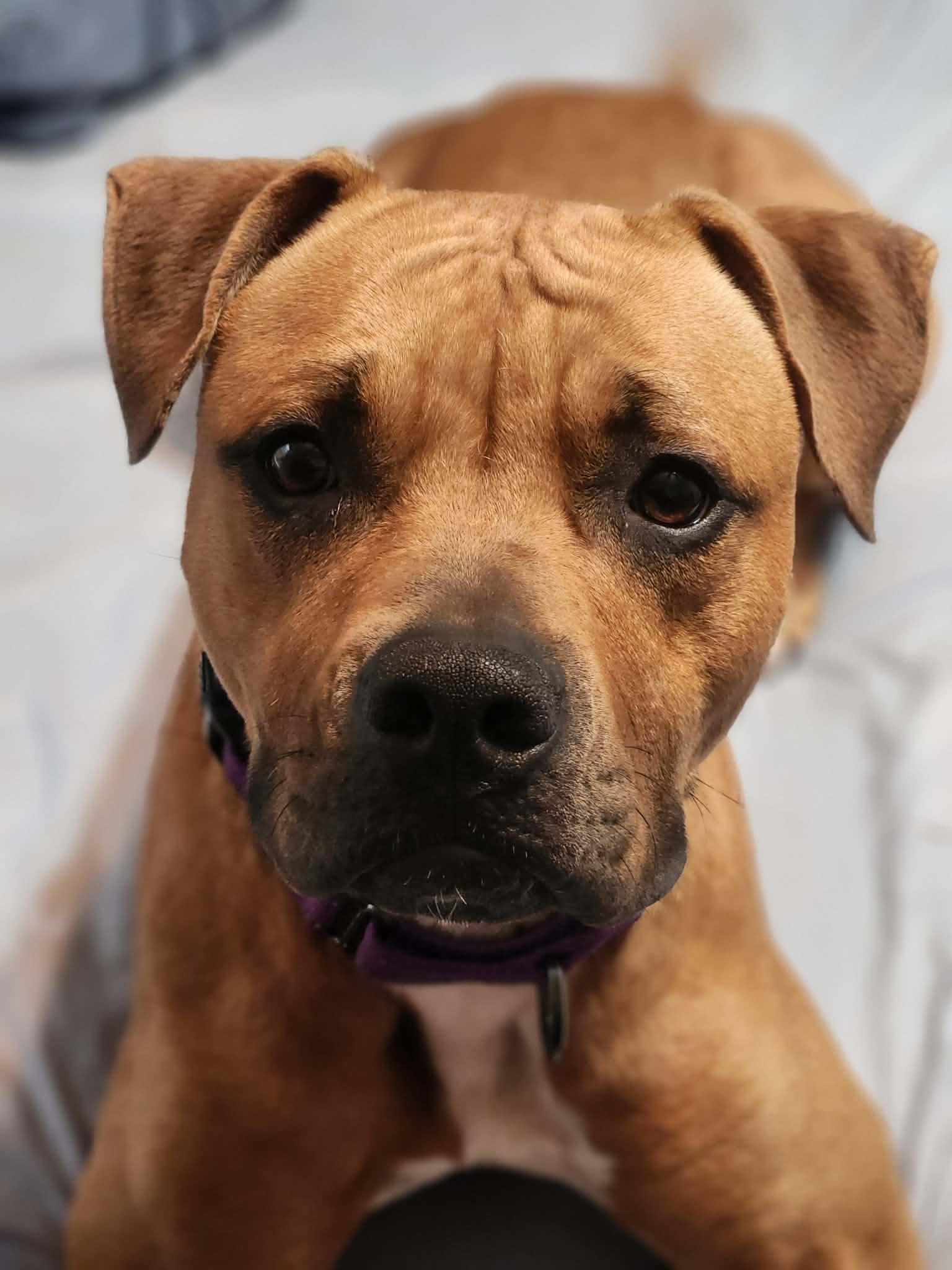 Molly, a ADOPTABLE mixed breed in Elmira, NY image 3/4