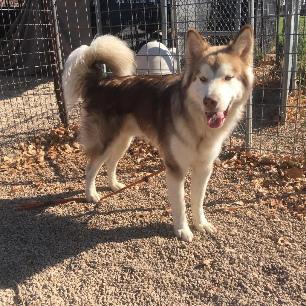 Kuzco, Adoptable, Young Male Husky.