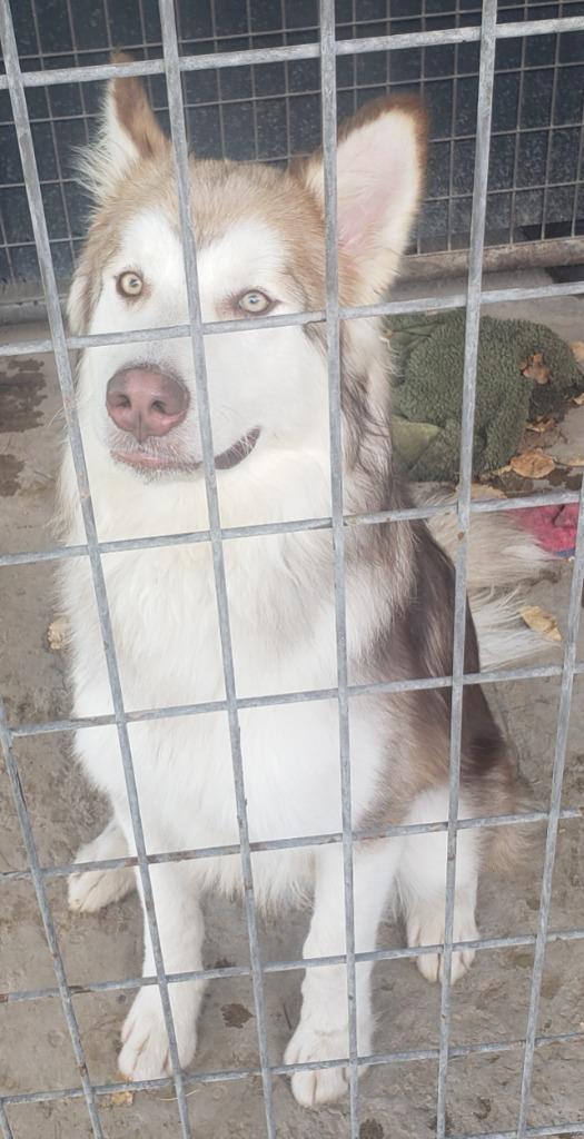 Enlarge Kuzco, a Adoptable Husky in Heber City, UT image 2/6
