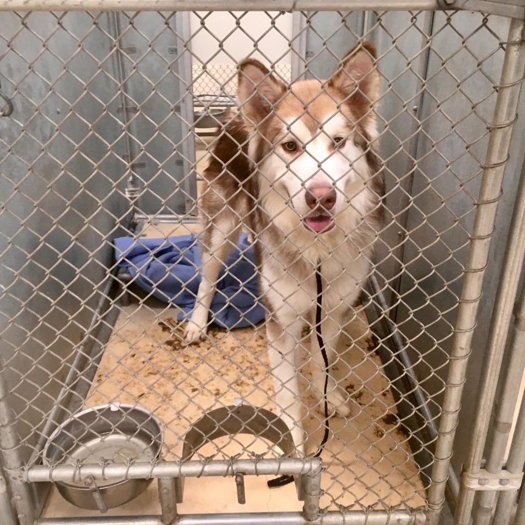 Enlarge Kuzco, a Adoptable Husky in Heber City, UT image 3/6