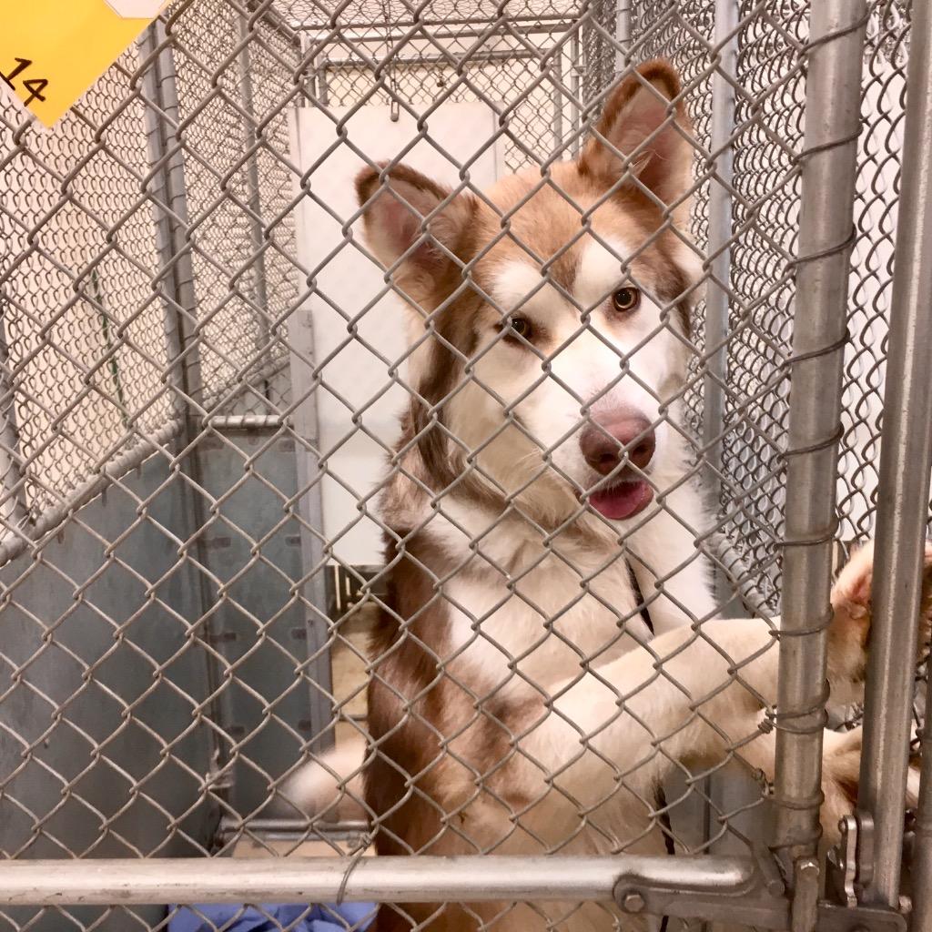 Enlarge Kuzco, a Adoptable Husky in Heber City, UT image 5/6
