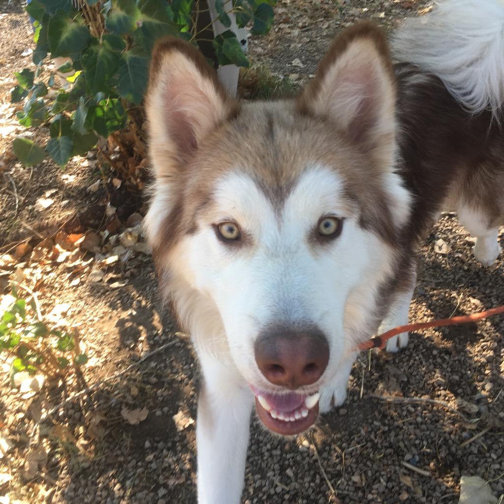 Enlarge Kuzco, a Adoptable Husky in Heber City, UT image 6/6