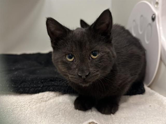 Enlarge GIGGLES, a Adoptable Domestic Short Hair in Palo Alto, CA image 1/1