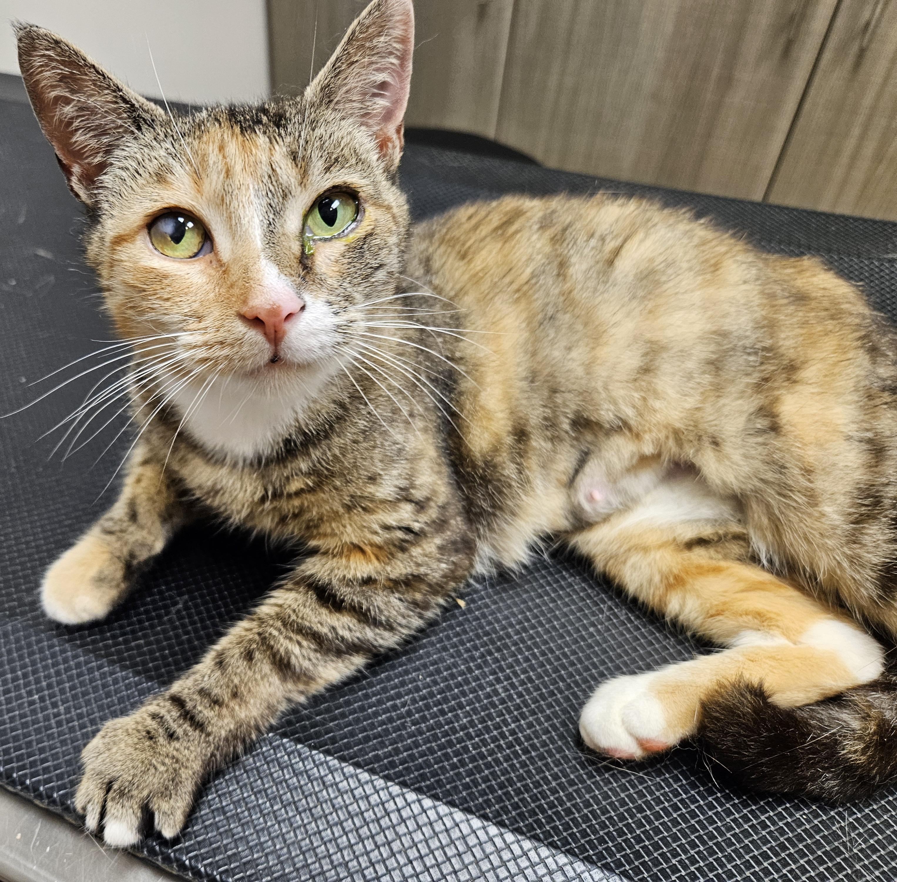 Myrtle-AFFECTIONATE! FIV+, a Adoptable mixed breed in Berlin, CT image 3/5