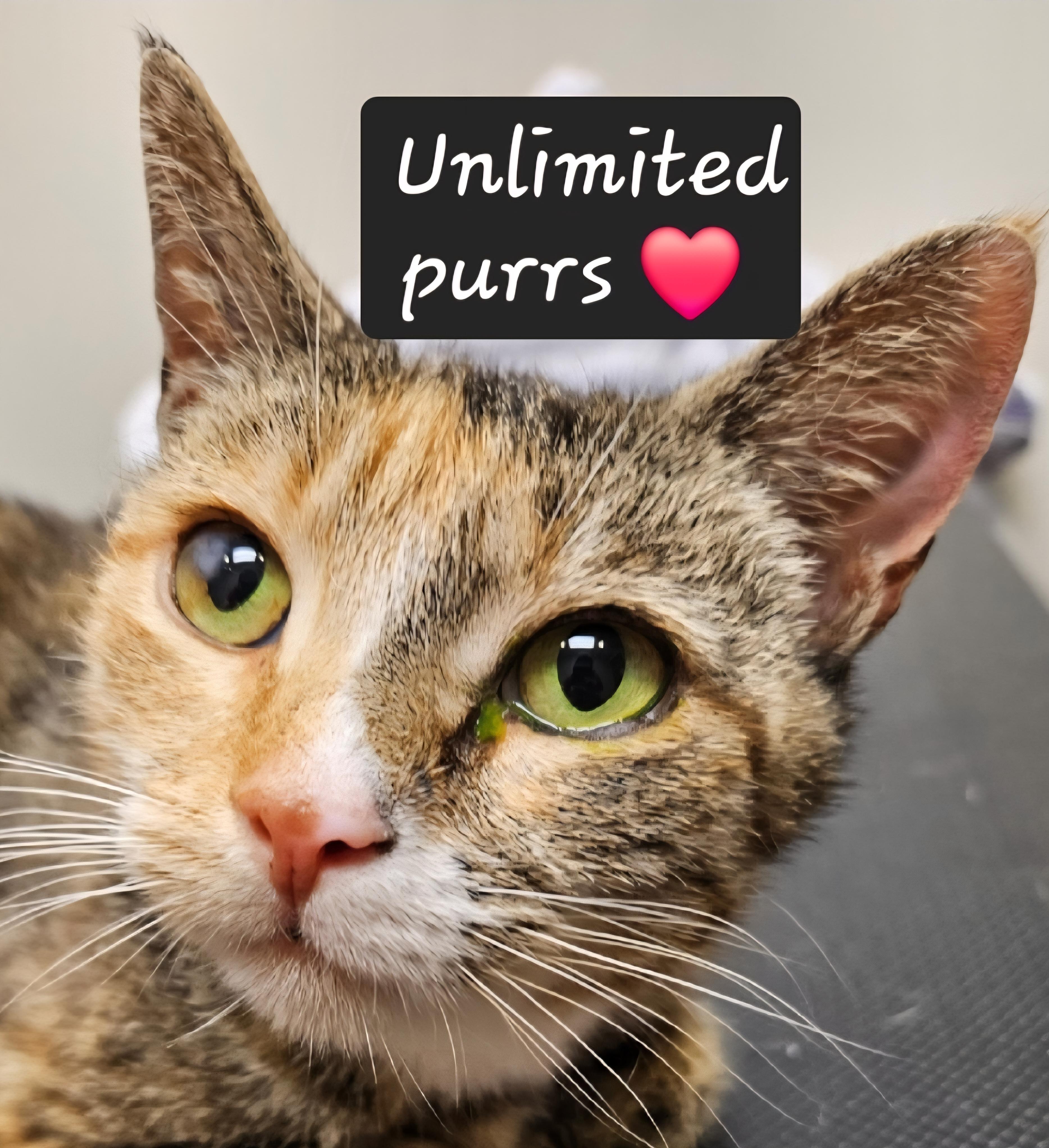 Myrtle-AFFECTIONATE! FIV+, Adoptable, Young Female Calico & Torbie.