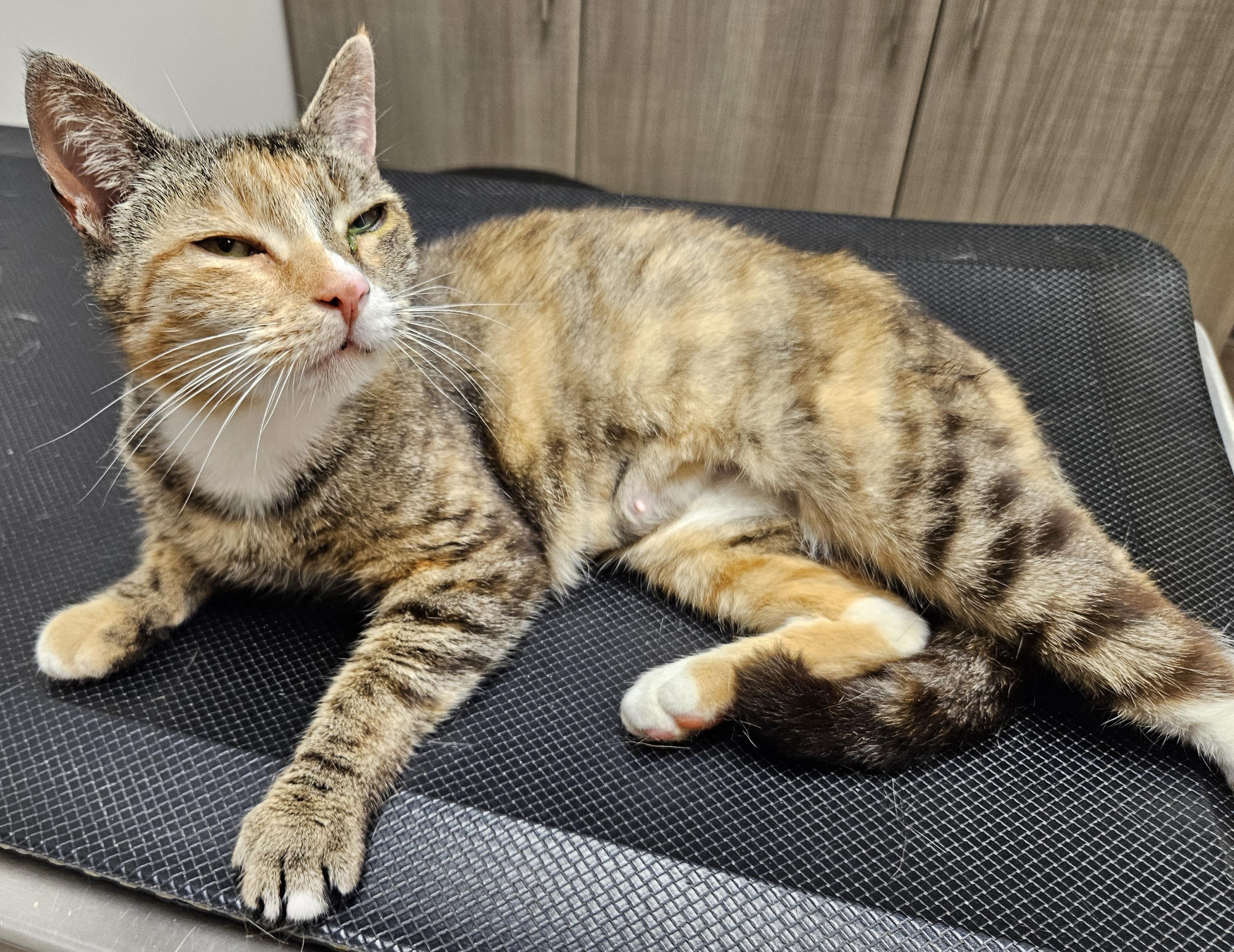 Myrtle-AFFECTIONATE! FIV+, a Adoptable mixed breed in Berlin, CT image 4/5