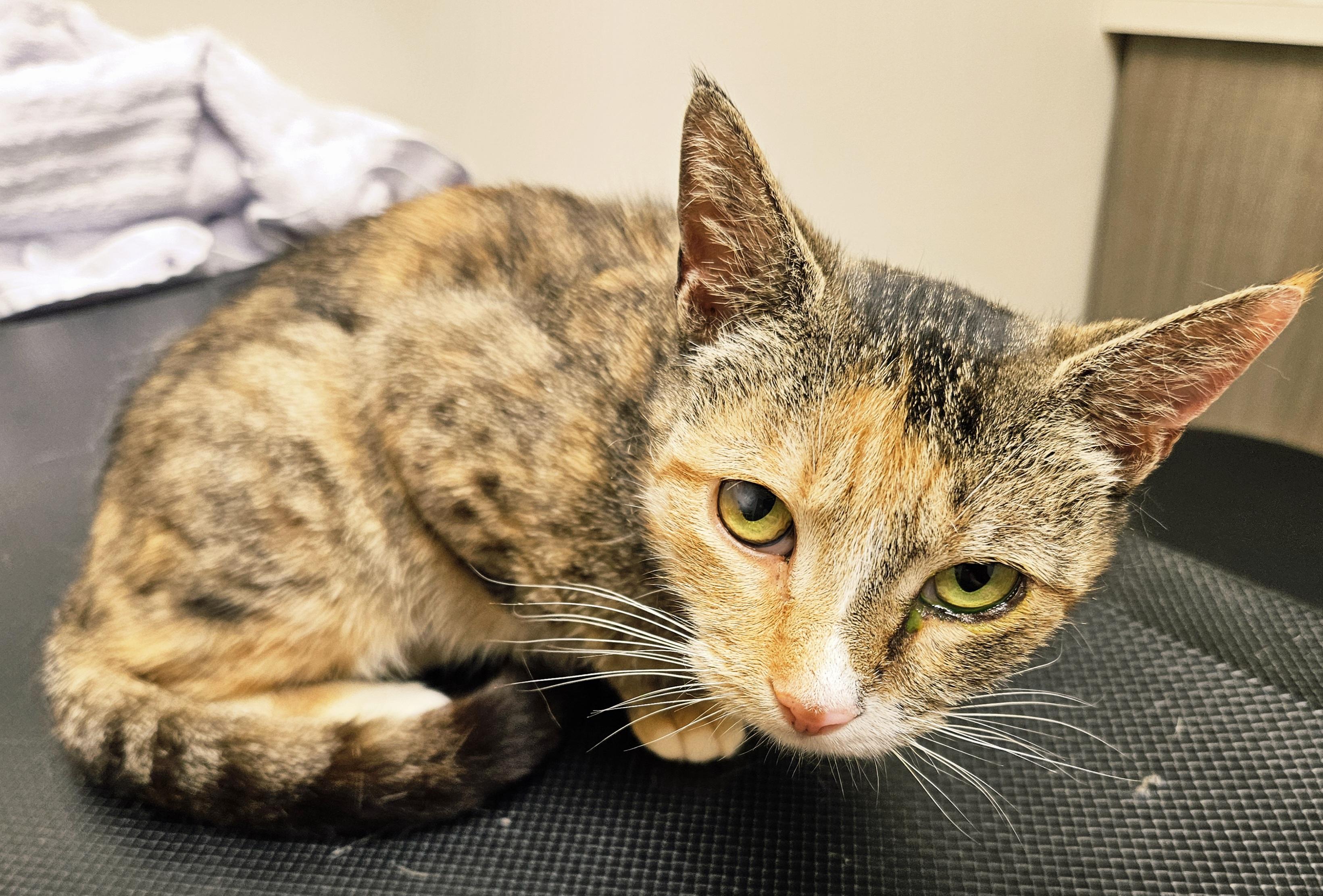 Myrtle-AFFECTIONATE! FIV+, a Adoptable mixed breed in Berlin, CT image 5/5