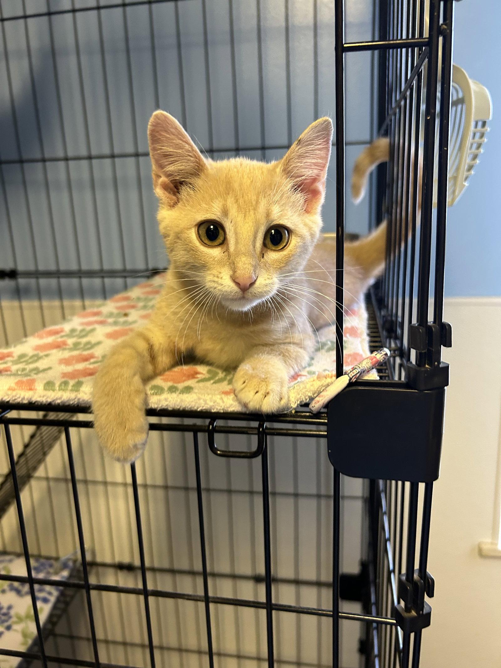 Enlarge Hocus, a Adoptable Domestic Short Hair in Steeleville, IL image 1/3