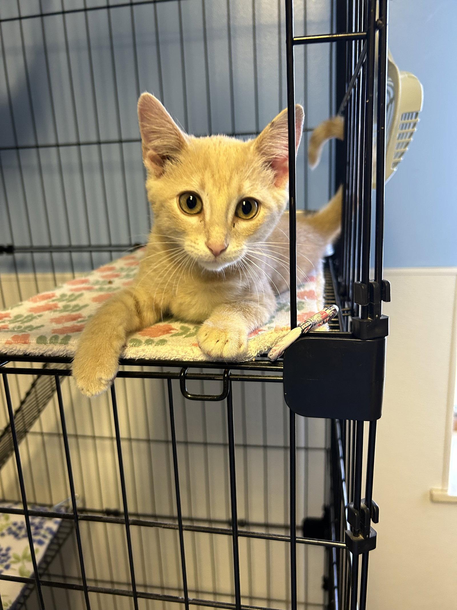 Enlarge Hocus, a Adoptable Domestic Short Hair in Steeleville, IL image 2/3