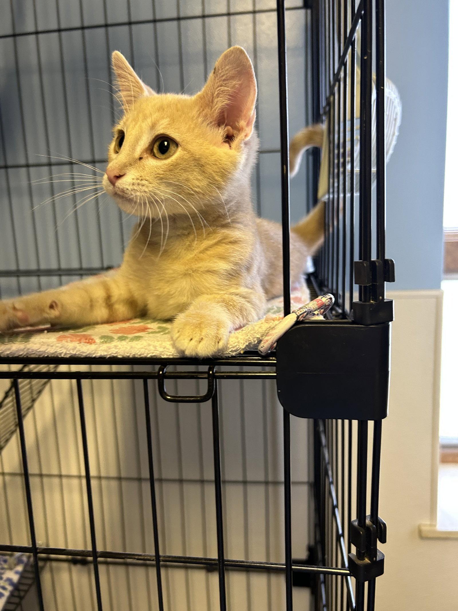 Enlarge Hocus, a Adoptable Domestic Short Hair in Steeleville, IL image 3/3