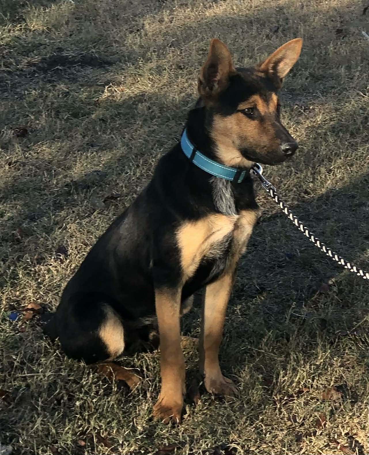 Boo, Adoptable, Young Male German Shepherd Dog.