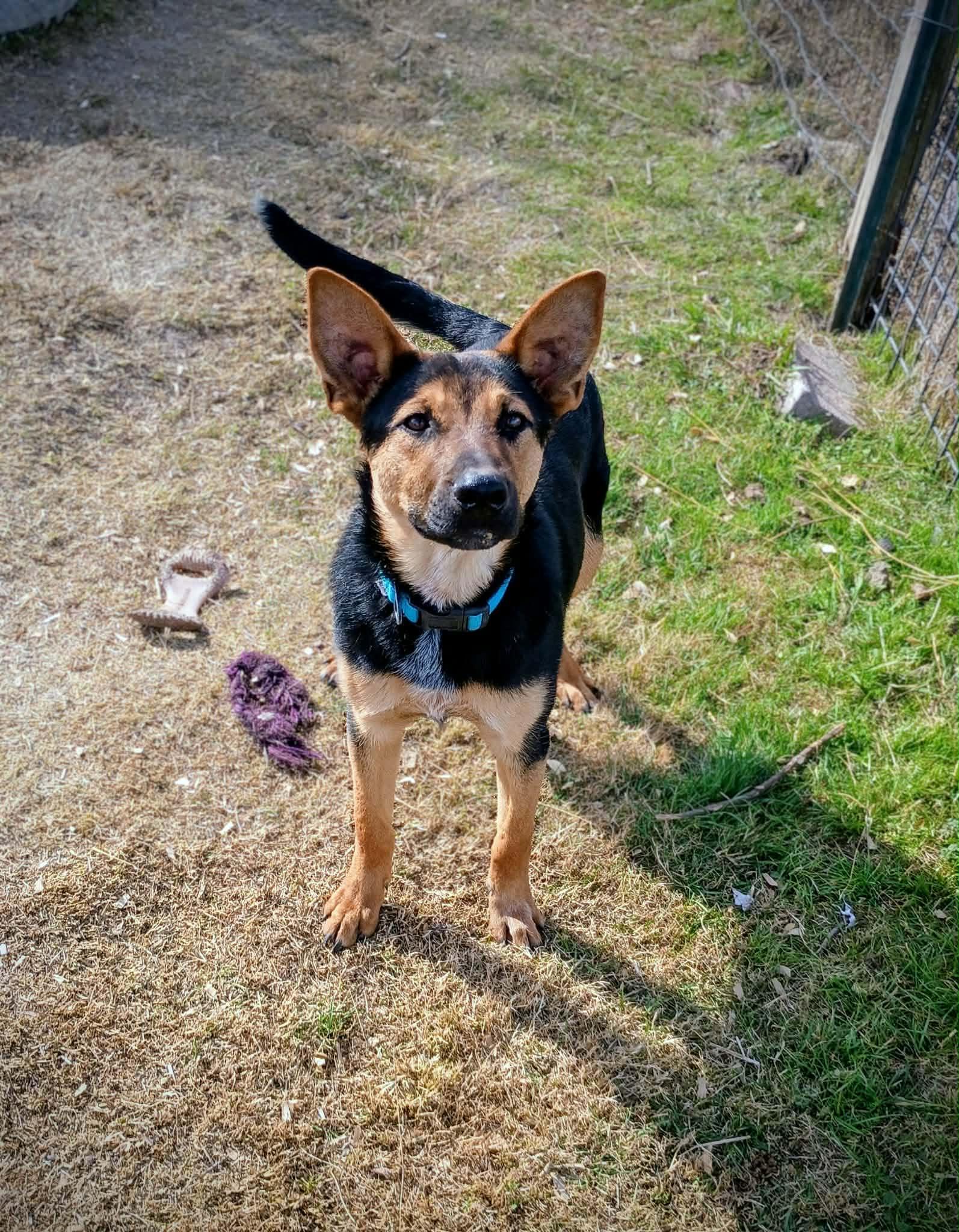 Enlarge Boo, a Adoptable German Shepherd Dog in Burleson, TX image 2/2