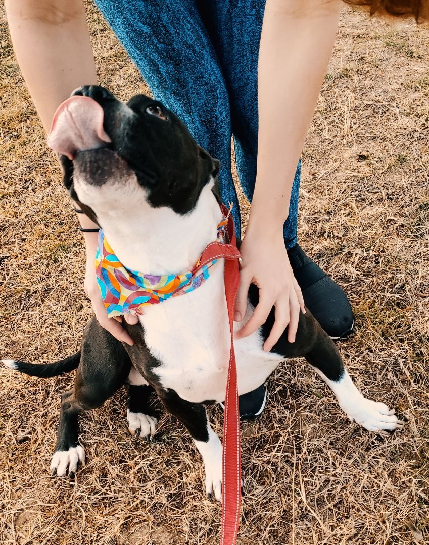 Enlarge Macy GDP, a Adoptable Boxer in Dallas, TX image 1/3
