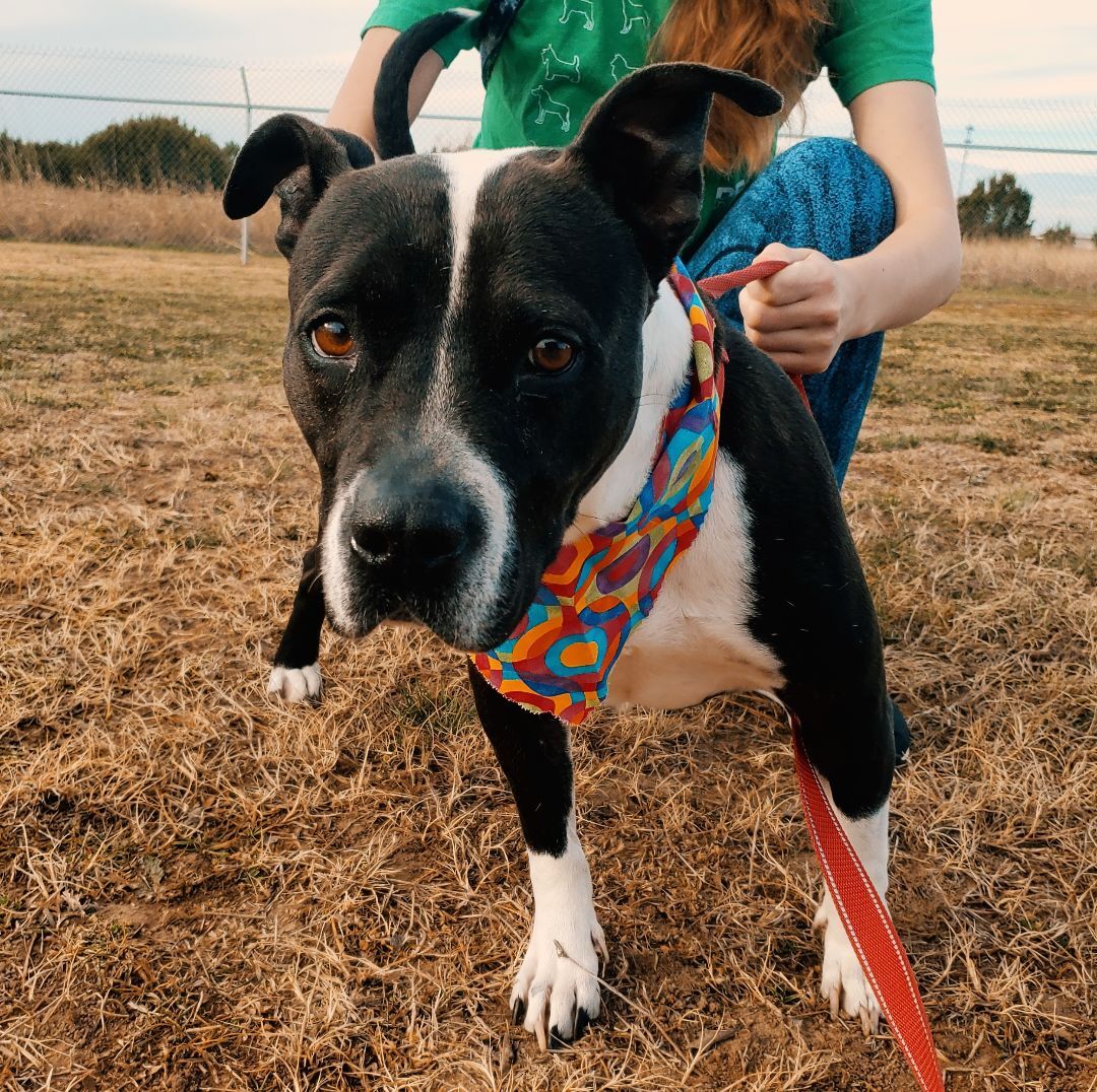 Enlarge Macy GDP, a Adoptable Boxer in Dallas, TX image 2/3