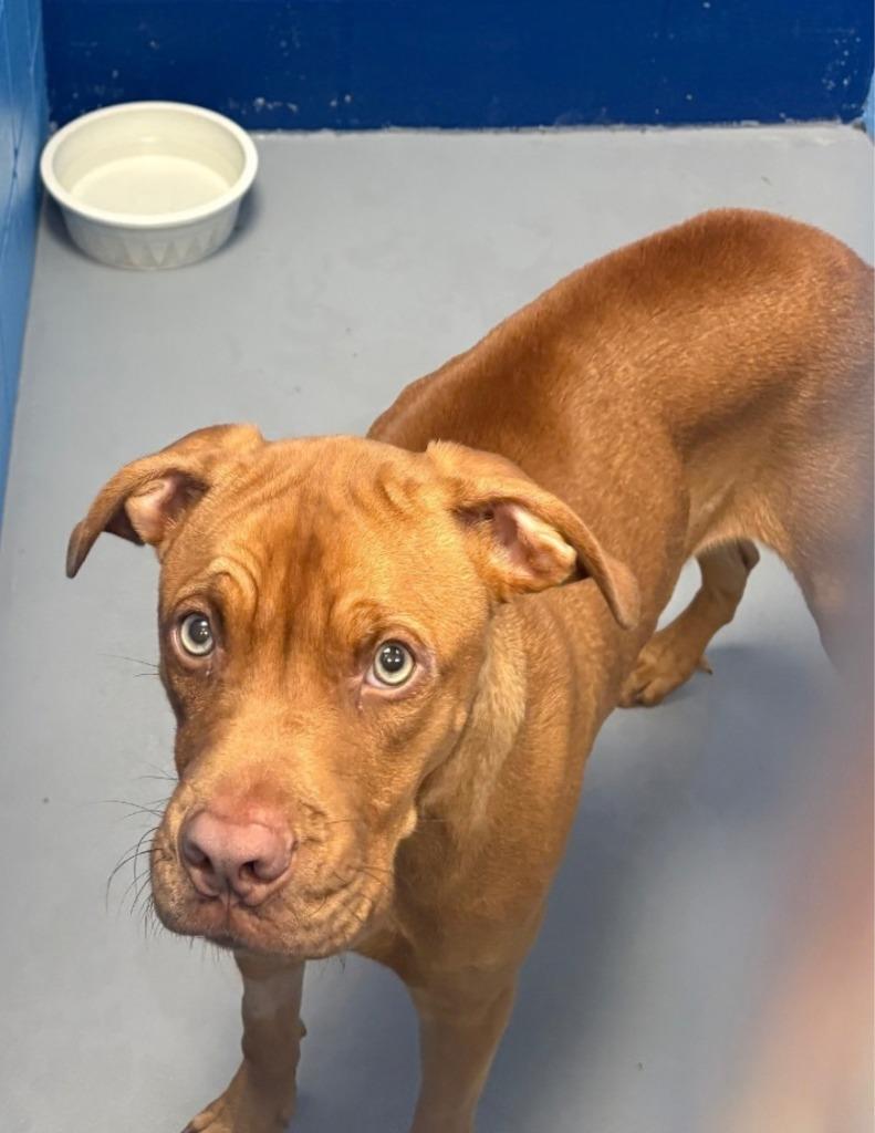 Redd, Adoptable, Puppy Male Cane Corso.