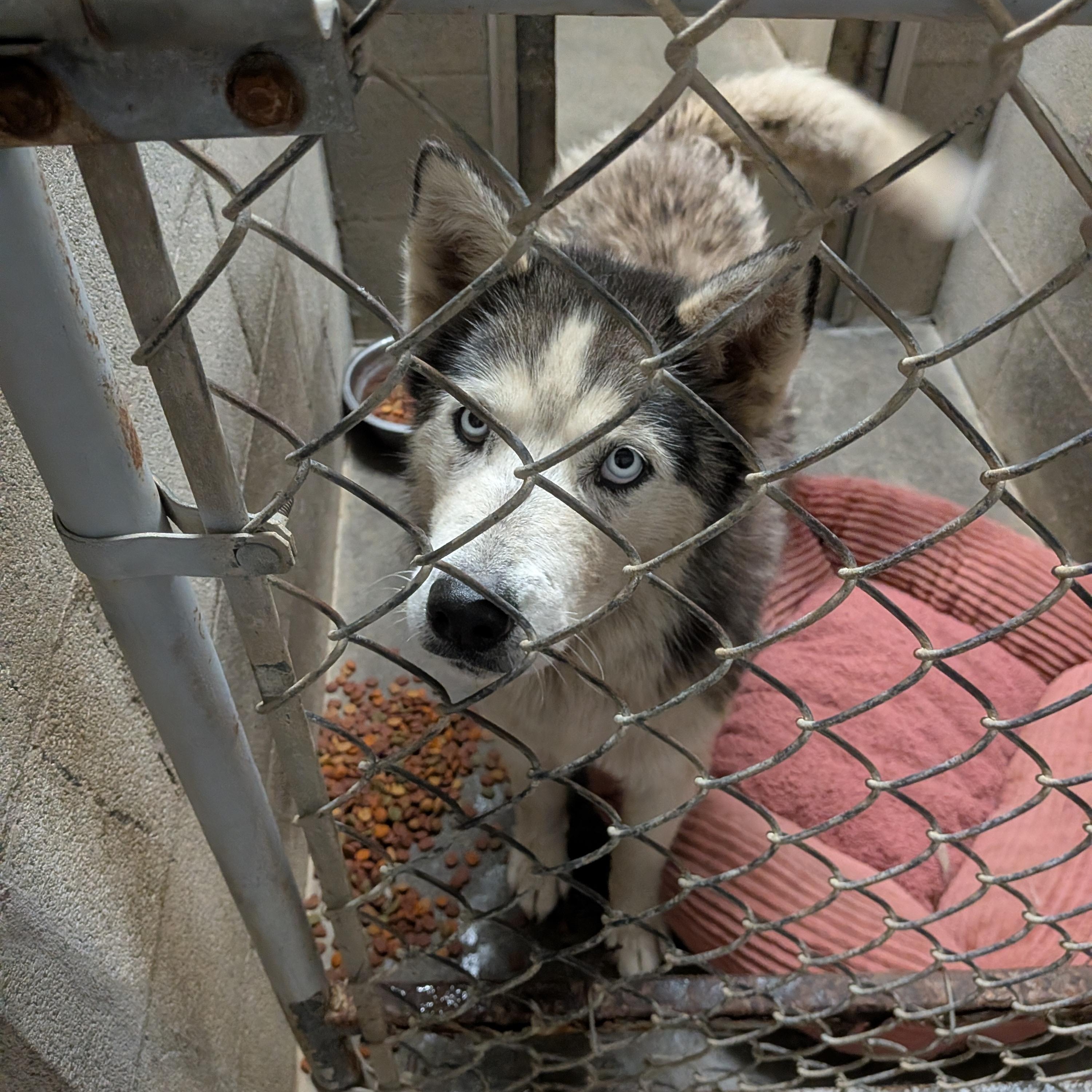 Maui, ADOPTABLE, Adult Female Husky.