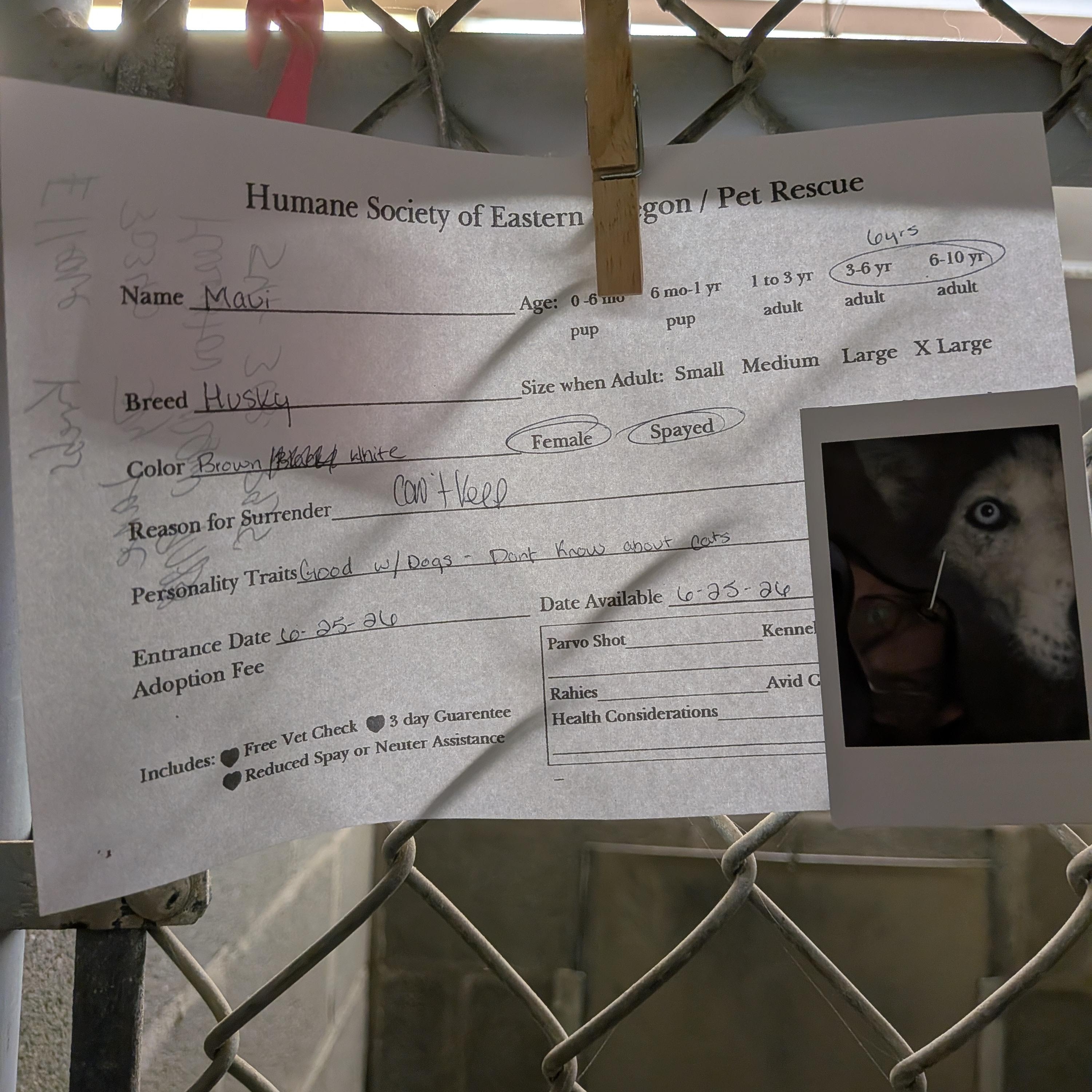 Enlarge Maui, a ADOPTABLE mixed breed in Hermiston, OR image 2/3