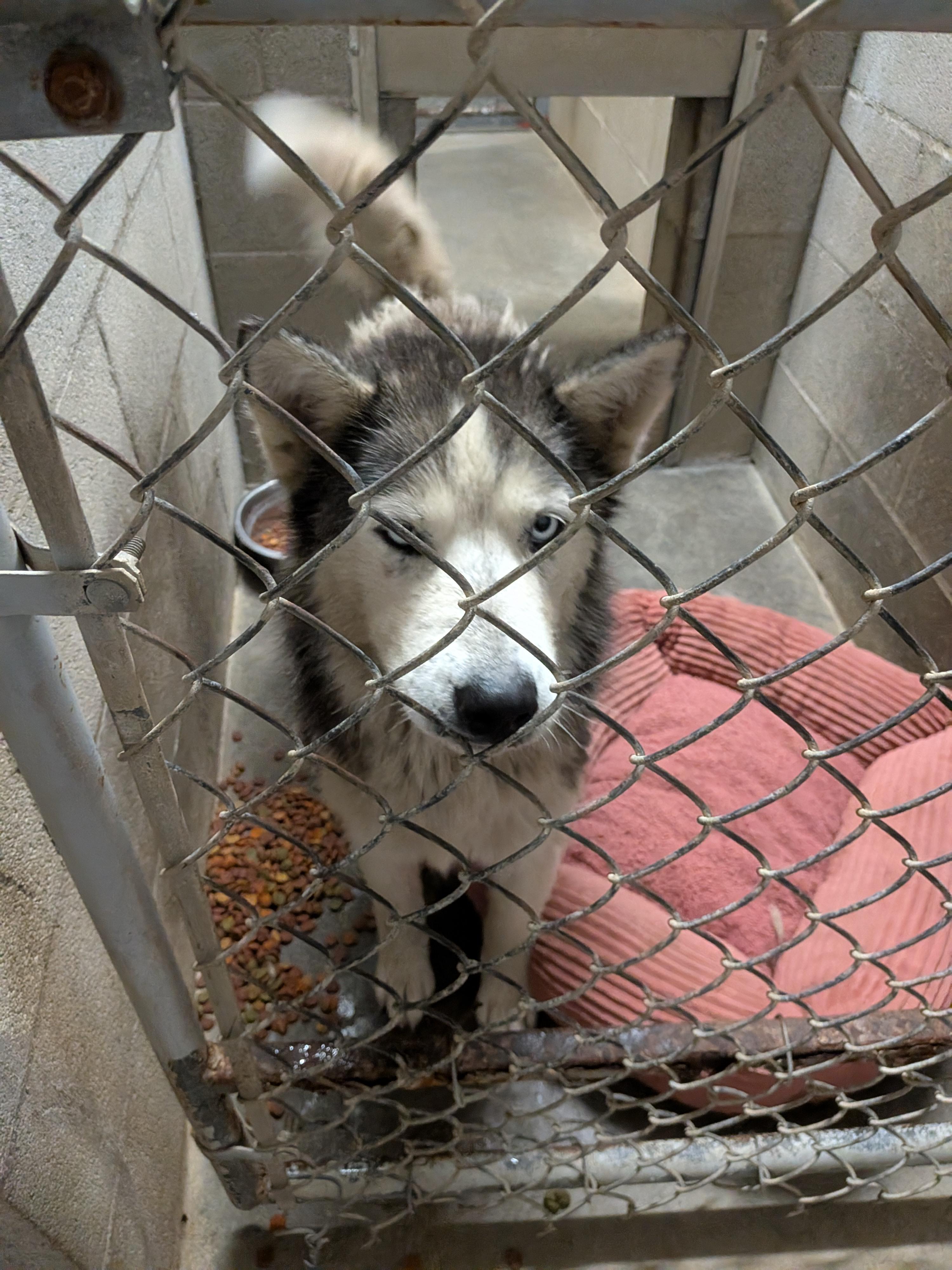 Enlarge Maui, a ADOPTABLE mixed breed in Hermiston, OR image 3/3