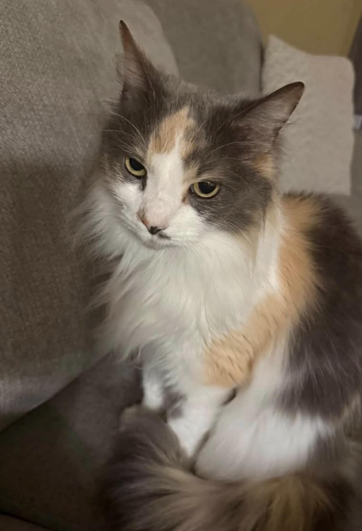Enlarge Belle-Courtesy Listing, a Adopted Domestic Medium Hair in Greensboro, NC image 1/4