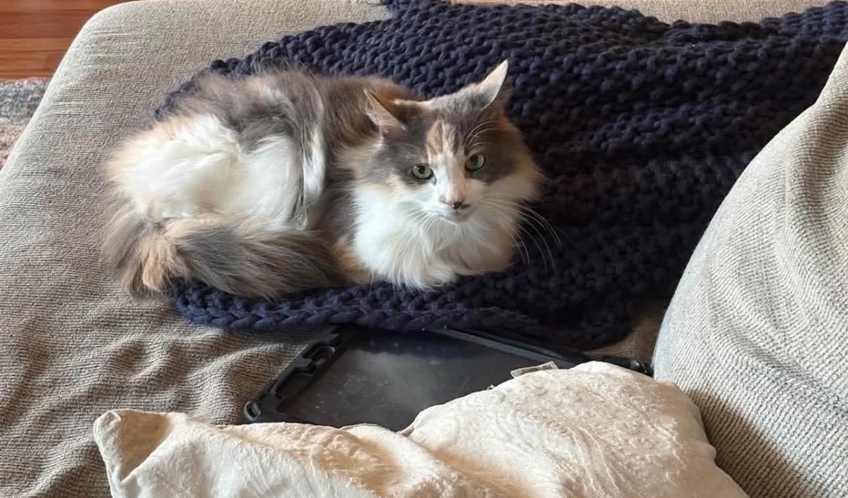 Enlarge Belle-Courtesy Listing, a Adopted Domestic Medium Hair in Greensboro, NC image 2/4