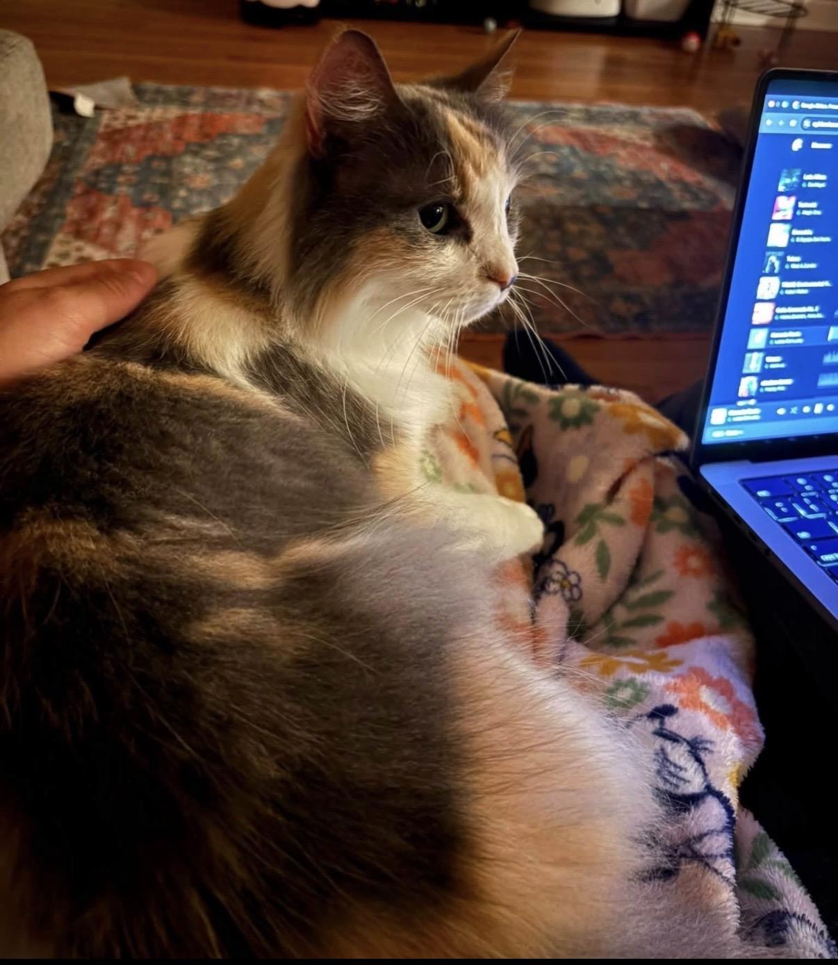 Enlarge Belle-Courtesy Listing, a Adopted Domestic Medium Hair in Greensboro, NC image 4/4