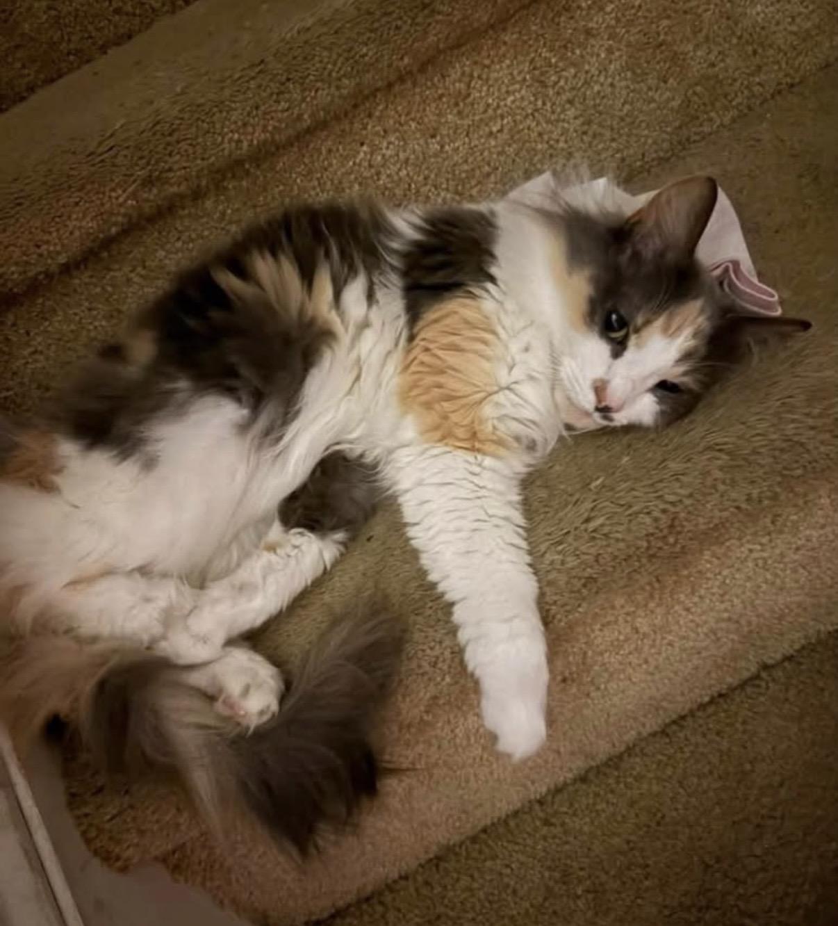 Enlarge Belle-Courtesy Listing, a Adopted Domestic Medium Hair in Greensboro, NC image 3/4