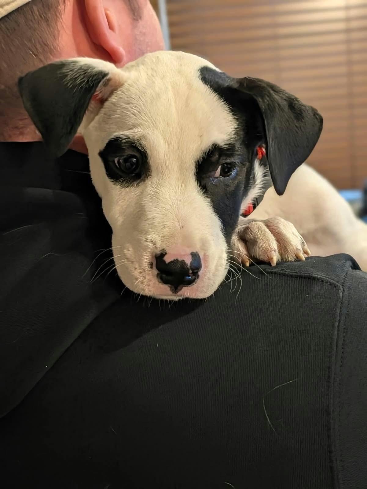Enlarge Angus, a Adoptable mixed breed in Eugene, OR image 5/6