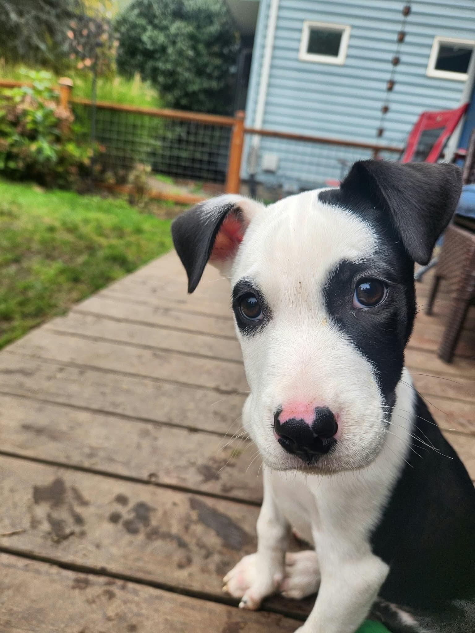 Enlarge Angus, a Adoptable mixed breed in Eugene, OR image 6/6