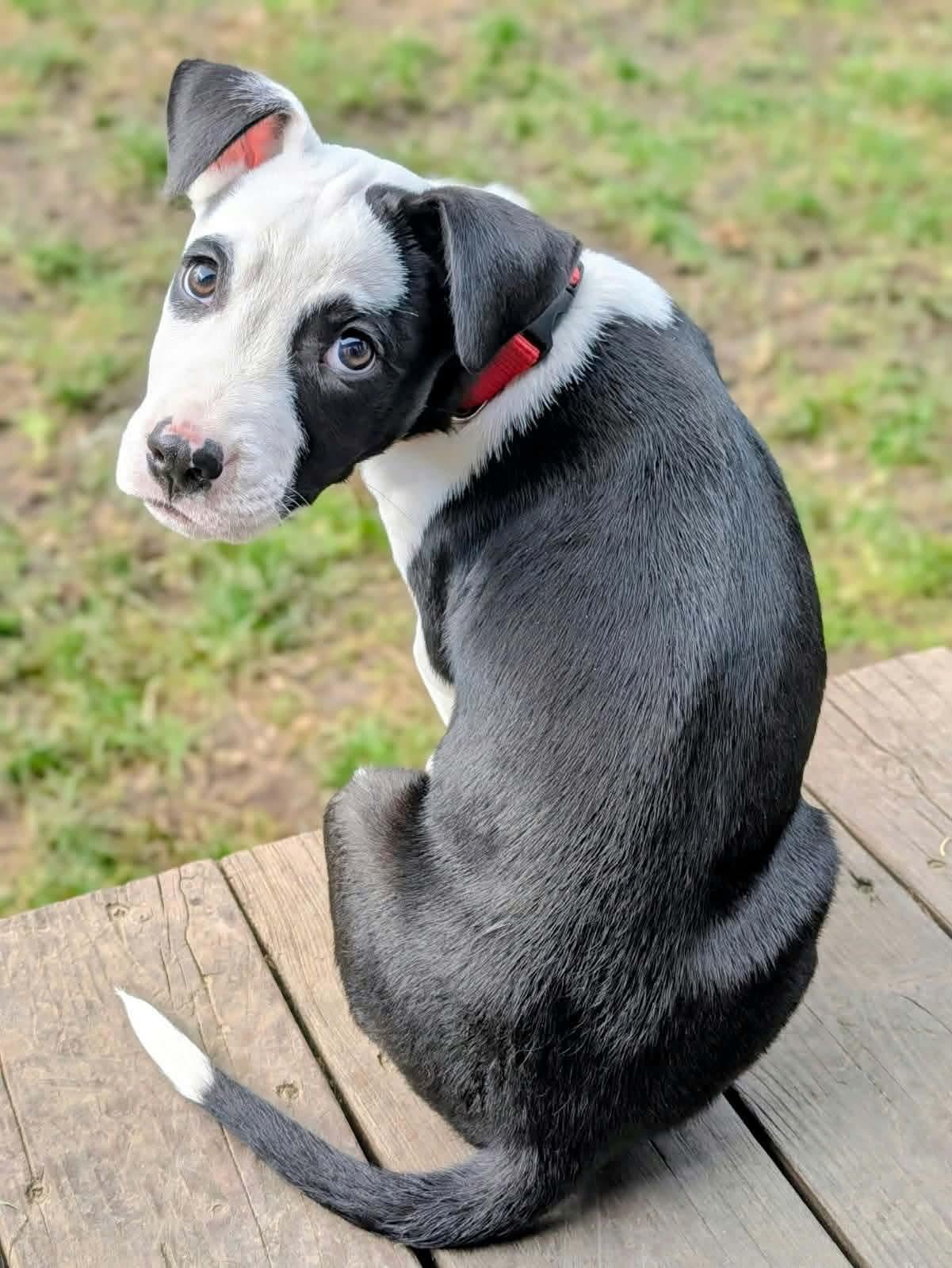 Enlarge Angus, a Adoptable mixed breed in Eugene, OR image 4/6