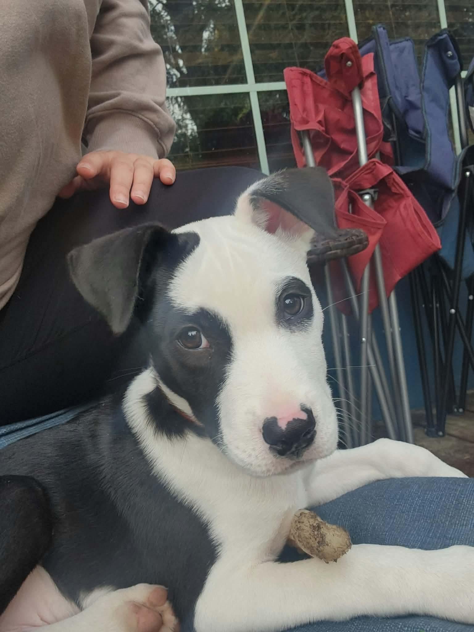 Enlarge Angus, a Adoptable mixed breed in Eugene, OR image 2/6