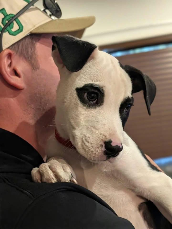 Angus, Adoptable, Puppy Male Pit Bull Terrier.