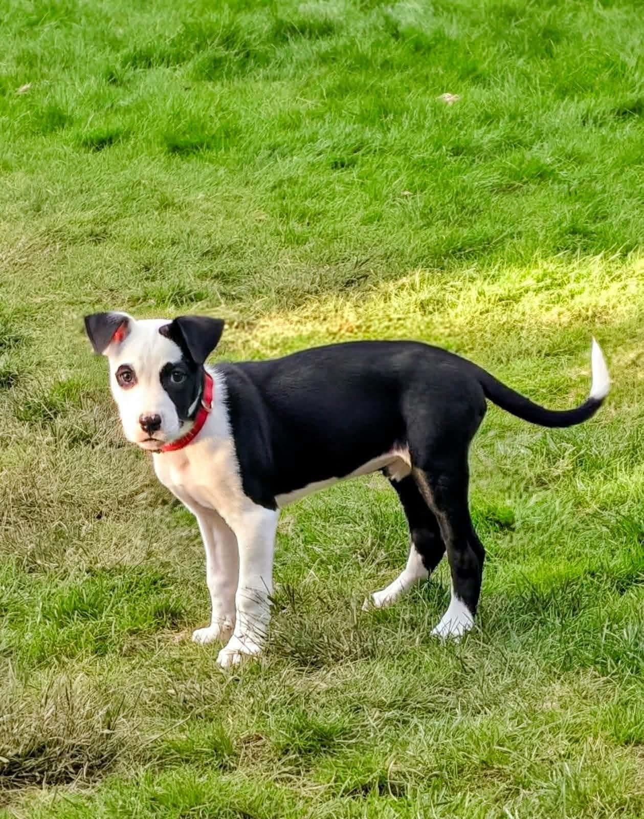 Enlarge Angus, a Adoptable mixed breed in Eugene, OR image 3/6