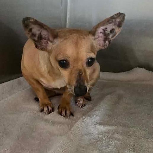 Marie Rez AZ, a Adoptable Chihuahua in Las Vegas, NV image 1/2