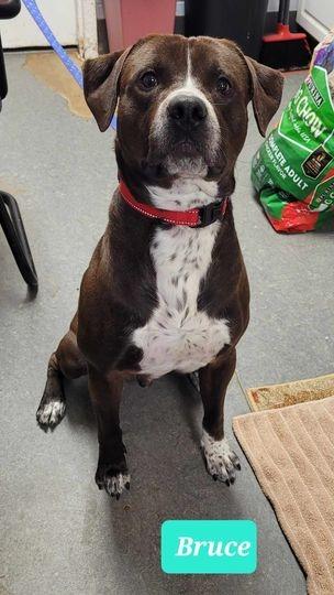 Bruce-Sponsored, Adoptable, Adult Male Labrador Retriever & Pit Bull Terrier.