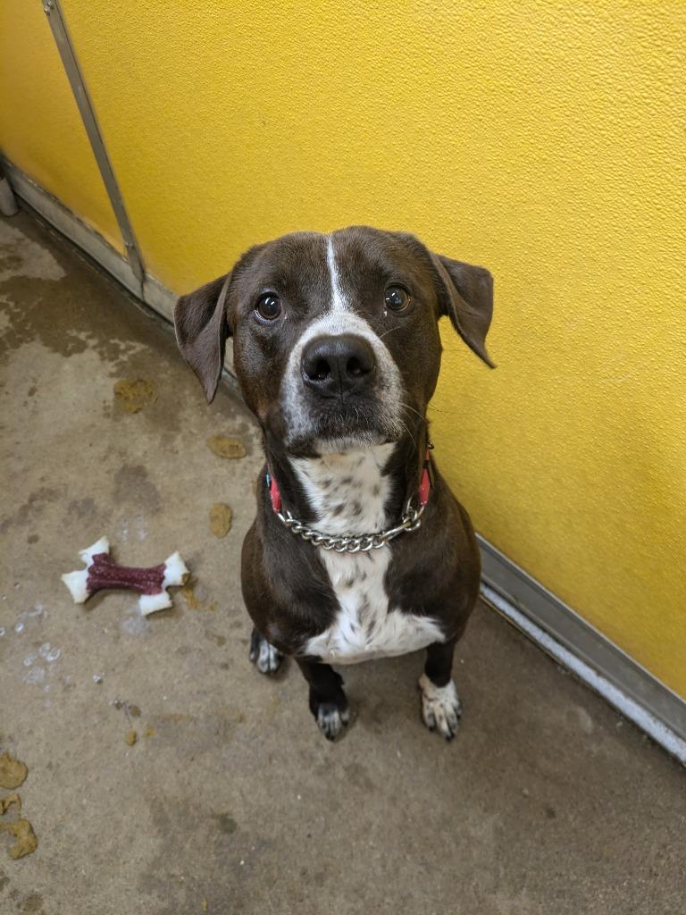 Enlarge Bruce-Sponsored, a Adoptable mixed breed in Richmond, IN image 2/4