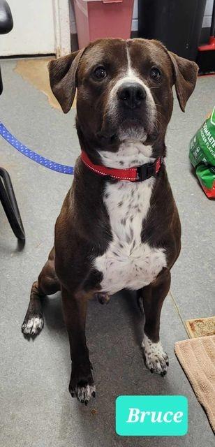 Enlarge Bruce-Sponsored, a Adoptable mixed breed in Richmond, IN image 3/4