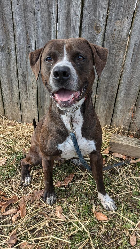 Enlarge Bruce-Sponsored, a Adoptable mixed breed in Richmond, IN image 4/4