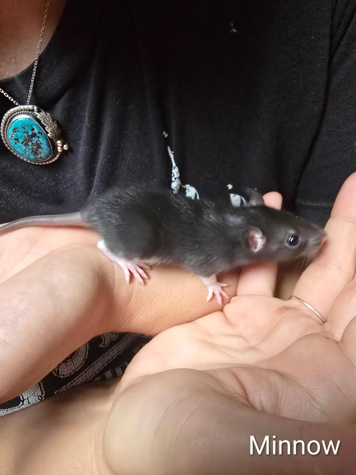 Enlarge Smidge, Creek, Rye and babies, a Adoptable Rat in Aurora, IL image 1/3