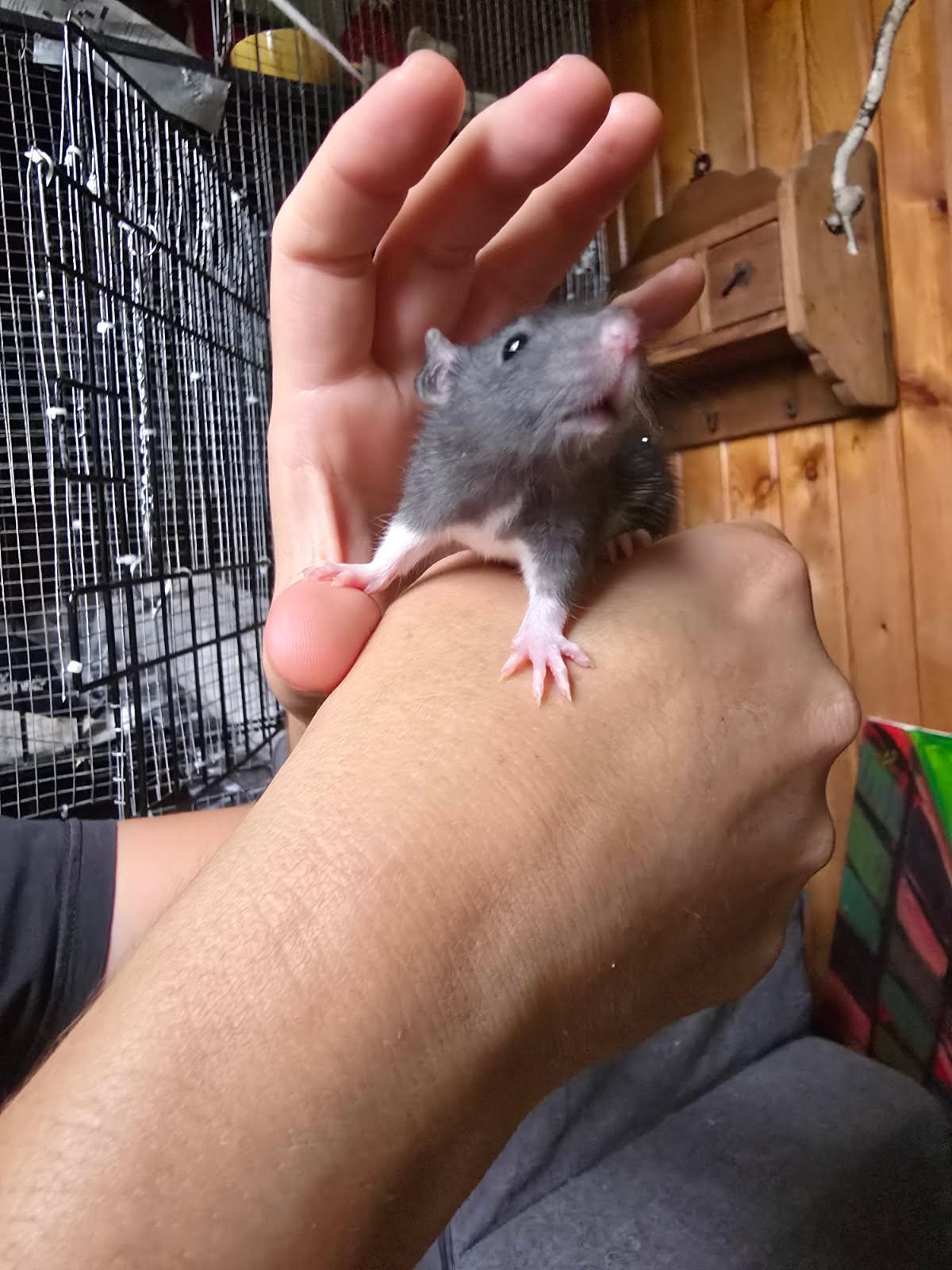 Enlarge Smidge, Creek, Rye and babies, a Adoptable Rat in Aurora, IL image 2/3