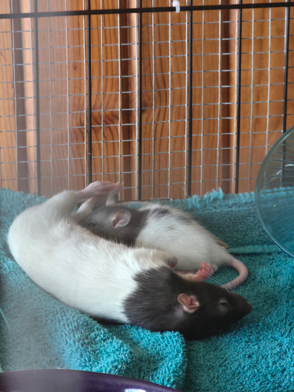 Enlarge Smidge, Creek, Rye and babies, a Adoptable Rat in Aurora, IL image 3/3