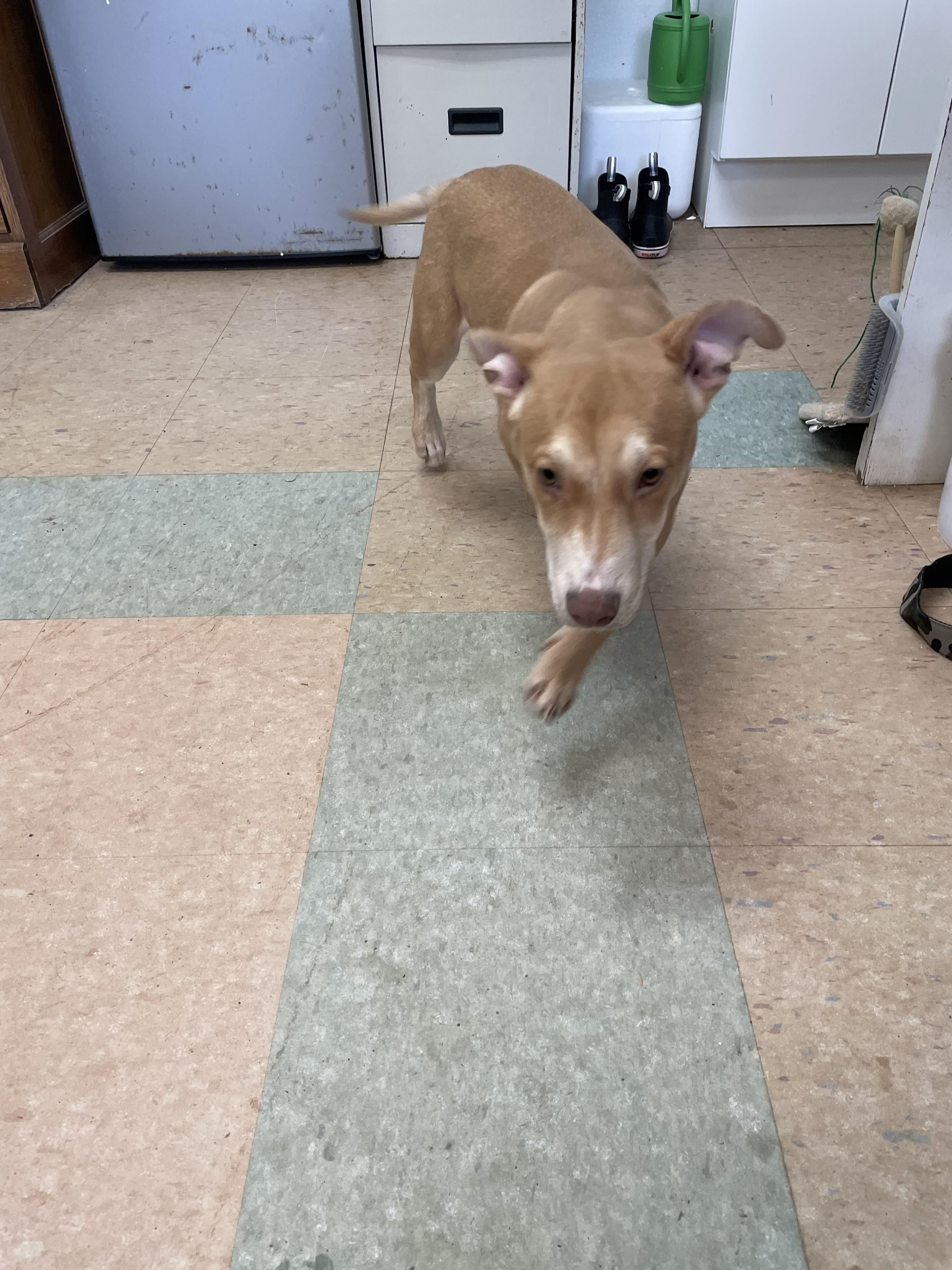 Enlarge Radley, a ADOPTABLE Mixed Breed in Lancaster, SC image 1/1