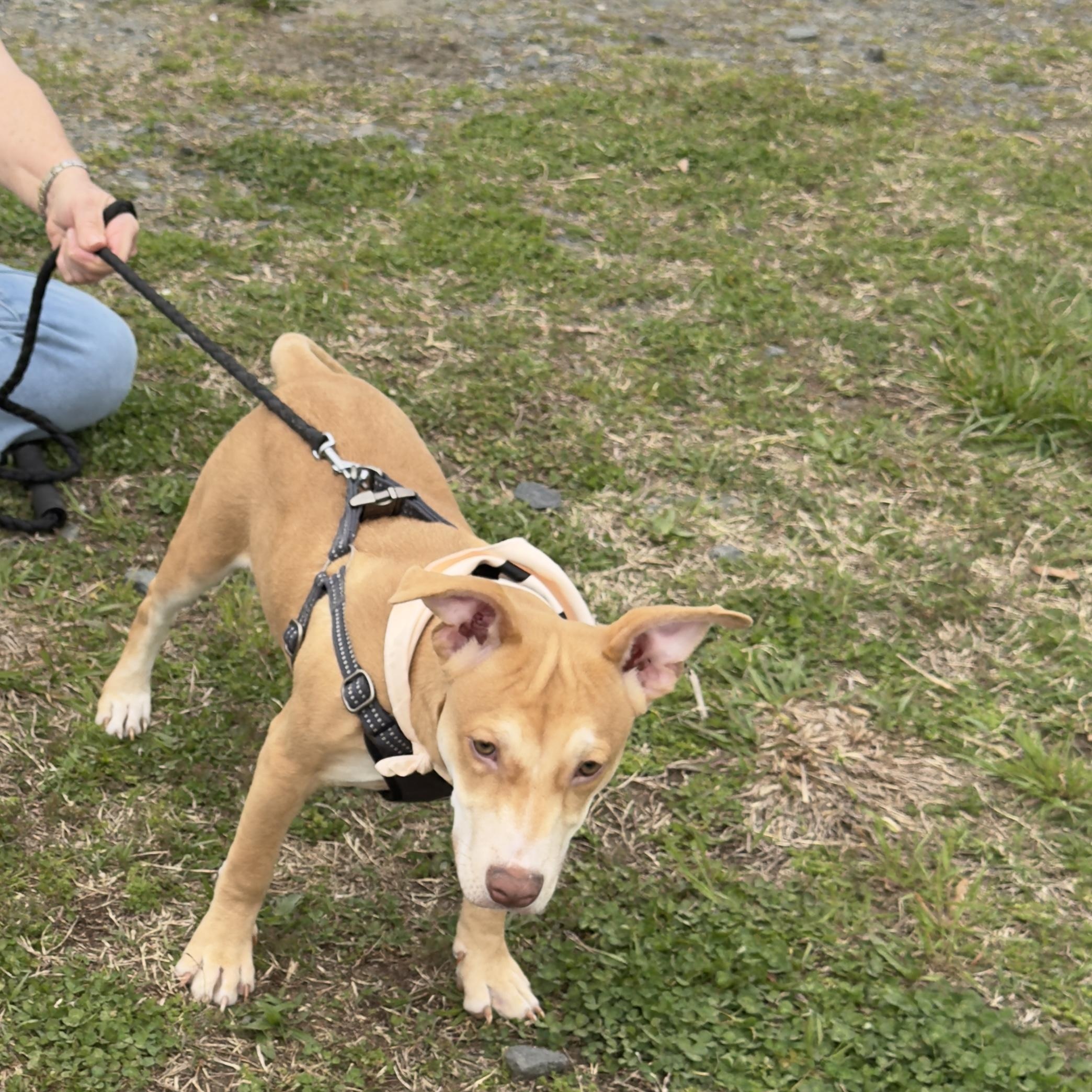 Enlarge Radley, a ADOPTABLE Mixed Breed in Lancaster, SC image 1/1