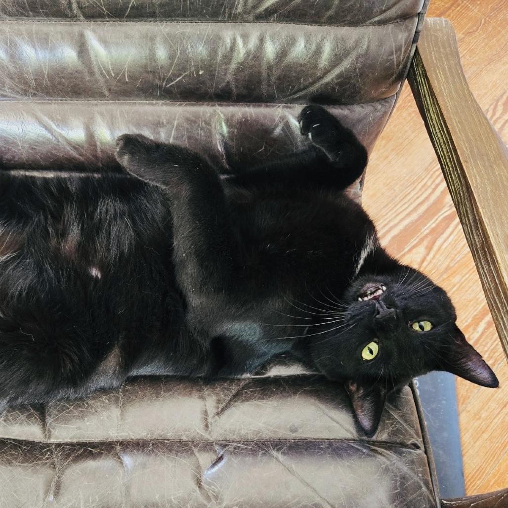 Midnight, a Adoptable Domestic Short Hair in Fort Worth, TX image 1/5